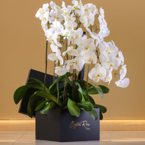 Black Orchids in a Box