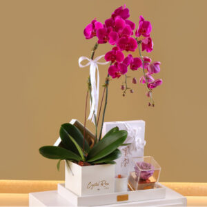 White Set Orchids
